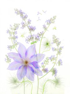 Sarte lavendelblomster af Fangping Zhou