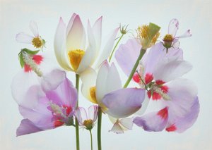 Æterisk blomsterkomposition