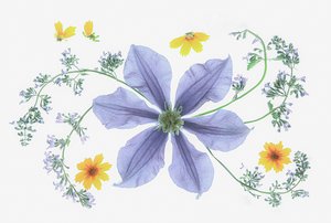 Frisk blomsterkomposition