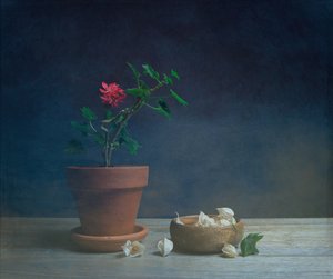 Stemningsfuld potteblomst af Fangping Zhou