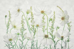 Eng med hvide kosmosblomster