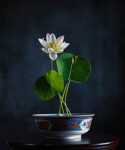 White Lotus Serenity