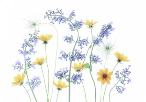 Blomster på vild eng af Fangping Zhou