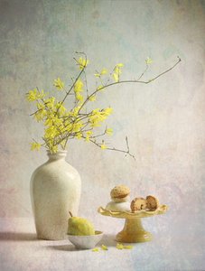 Den gule forsythia er en fryd for øjet