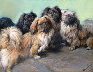 Forkælede darlings (farvet kridt)