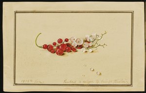 Røde og hvide ribs, 1818
