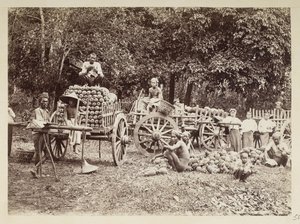 Læsning af høstede ananas på vogne, Burma, Elgin Collection: 
