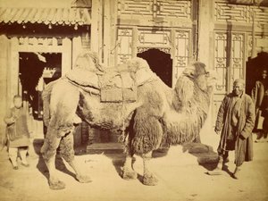 Bactrian Camel with Handler, ca. 1860 (fotogravure) af Felice Beato