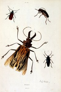 Botanisk og zoologisk illustration af F. E. Guerin. Fra Dictionnaire pittoresque d