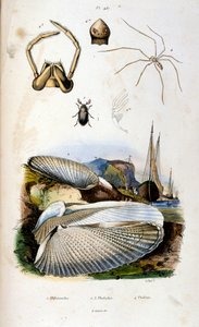 Botanisk og zoologisk illustration af F. E. Guerin. Fra Dictionnaire pittoresque d