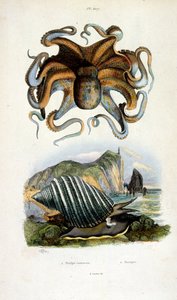 Botanisk og zoologisk illustration af F. E. Guerin. Fra Dictionnaire pittoresque d