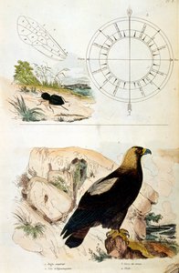 Botanisk og zoologisk illustration af F. E. Guerin. Fra Dictionnaire pittoresque d