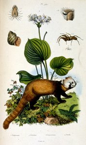 Botanisk og zoologisk illustration af F. E. Guerin. Fra Dictionnaire pittoresque d