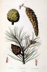 Botanisk og zoologisk illustration af F. E. Guerin. Fra Dictionnaire pittoresque d