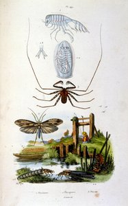 Botanisk og zoologisk illustration af F. E. Guerin. Fra Dictionnaire pittoresque d