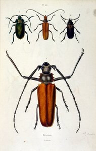 Botanisk og zoologisk illustration af F. E. Guerin. Fra Dictionnaire pittoresque d