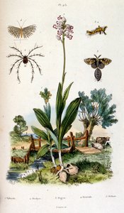 Botanisk og zoologisk illustration af F. E. Guerin. Fra Dictionnaire pittoresque d