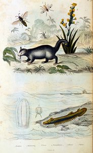 Botanisk og zoologisk illustration af F. E. Guerin. Fra Dictionnaire pittoresque d