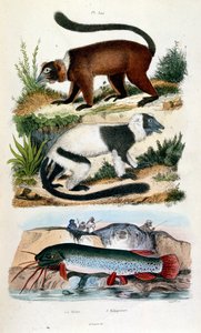 Botanisk og zoologisk illustration af F. E. Guerin. Fra Dictionnaire pittoresque d