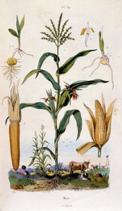 Botanisk og zoologisk illustration af F. E. Guerin. Fra Dictionnaire pittoresque d