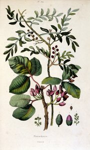 Botanisk illustration af F. E. Guerin. Fra Dictionnaire pittoresque d