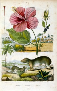 Slægten Kerodon (sydamerikanske klippehuler), i familie med capybaras og marsvin. Botanisk og zoologisk illustration af F. E. Guerin. Fra Dictionnaire pittoresque d