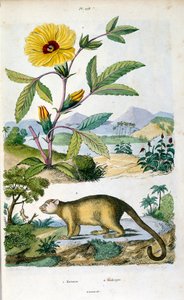 Kinkajou; et regnskovspattedyr i familien Procyonidae, der er beslægtet med olingoer, næsebjørne, vaskebjørne, ringhaler og cacomistle. Botanisk og zoologisk illustration af F. E. Guerin. Fra Dictionnaire pittoresque d