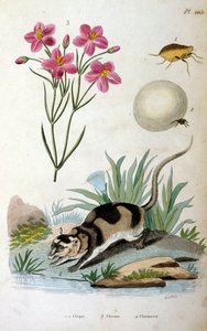 Vandopossum (Chironectes minimus)