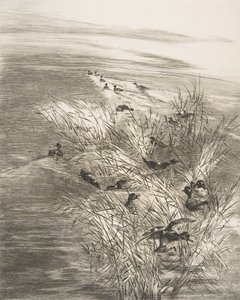 Siv og krikand, 1882.
