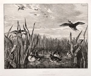 Teals, 1853 trykt 1864. af Felix Bracquemond