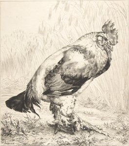 Den gamle hane, 1882. af Felix Bracquemond