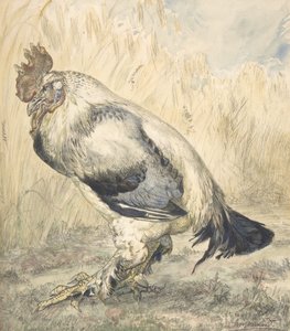 Den gamle hane, ca. 1882.