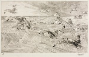 Mågerne, ca. 1880. af Felix Bracquemond