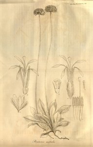 Dette er Tab. 28 fra bind X af Transactions of the Linnean Society of London, udgivet i 1811 af Ferdinand Bauer