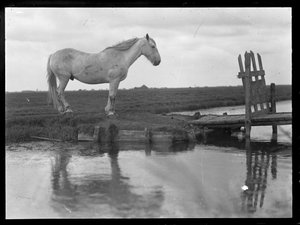Ensom hest af Ferdinand Schmutzer