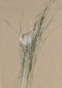 Fuglerede i Cattails, ca. 1875.