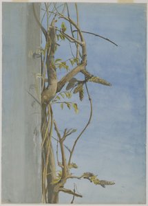 Wisteria på en væg (wc på papir)
