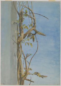 Wisteria på en væg