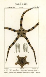 Skør stjernepighud, Ophiomastix annulosa, Ophiura annulosa af Finocchi Finocchi