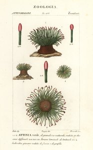 Middelhavsslangelåse søanemone, Anemonia sulcata af Finocchi Finocchi