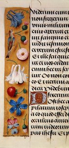 Ms. 1058-1975, f.22v: detalje af en blomsterkant fra en timebog, ca. 1500 (vellum) af Flemish School