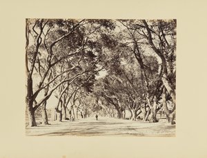 Cairo, Allée de Choubra af Félix Bonfils
