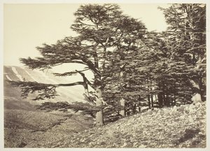 Cedars of Libanon, ca. 1870. af Félix Bonfils