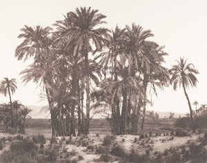 Karnak, Gruppe af daddelpalmer set fra punkt A, 1851-52, trykt 1853-54. af Félix Teynard