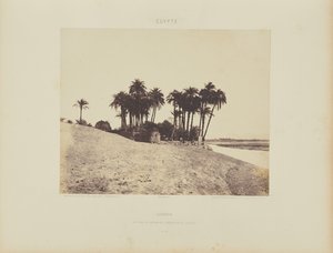 Luxor. Daddelpalmer og Luxor Expedition Garden af Félix Teynard
