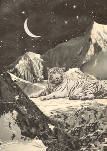 Kæmpe hvid tiger i bjerge