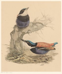 to fugle af Florentius Abraham Verster van Wulverhorst