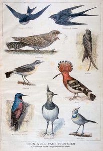 Fugle, der er beskyttede og nyttige i landbruget, 1897 af Fortuné Méaulle