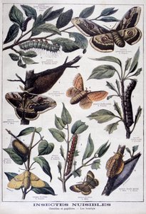 Skadelige insekter: larver, sommerfugle og møl, 1897 af Fortuné Méaulle