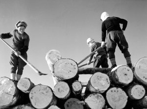 Træskærere på arbejde